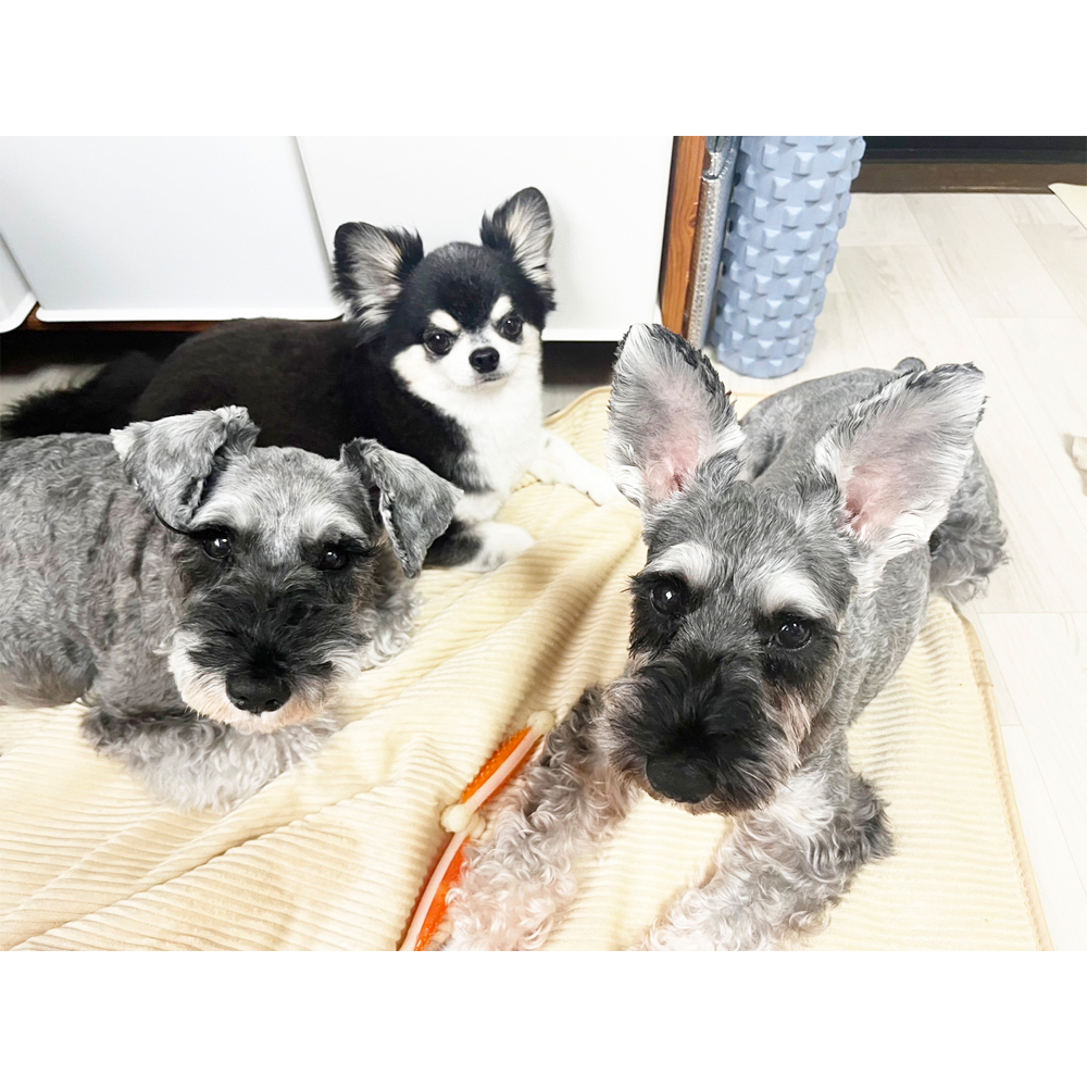 先日モデル犬を卒業したクレアちゃん☆